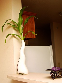 The housewarming plant I got Lindsey