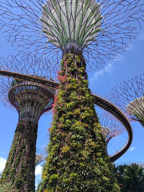 The super trees at the gardens by the bay