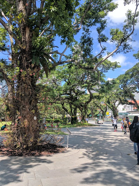 Some crazy trees in a nearby park