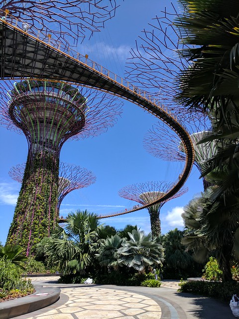 The super trees and crazy suspended walkway between them