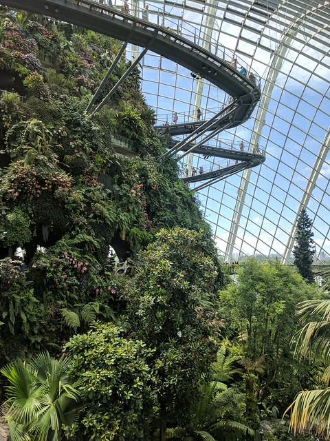 Inside one of the crazy botanical gardens by the bay