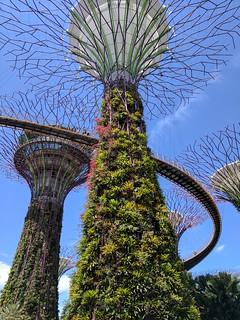 Art - The super trees at the gardens by the bay