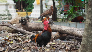 Chicken - There were lots of animals near the temples. Apparently when people don't want their animals anym...