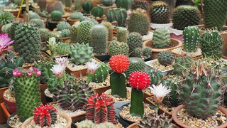 PanJ showed us his home and his fancy cactus side gig