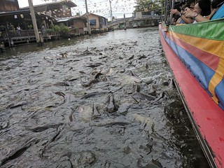 At one point we were given bread to throw out to the catfish. It was insane... and kind of weird and gross, really