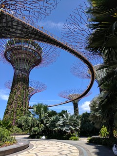 The super trees and crazy suspended walkway between them