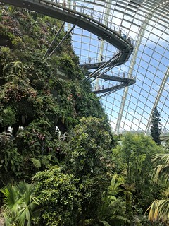 Inside one of the crazy botanical gardens by the bay