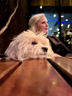 Allie brought her dog to dinner