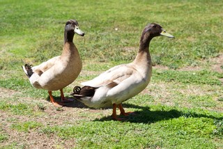 Course Ducks