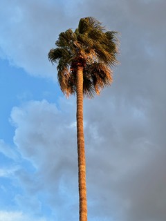 Sunset - Golden Palm Tree