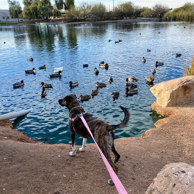 Gemma didn't care so much about the ducks