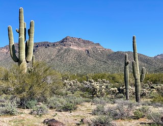 Hiking - Arizona vegetation is so crazy