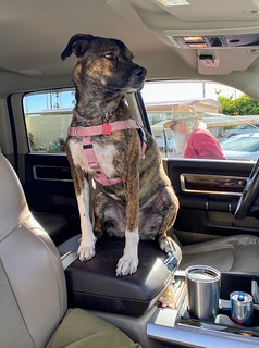 Gemma - Gemma's perch