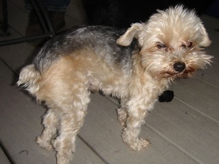 Joey - the 14 year old, 4 pound dog