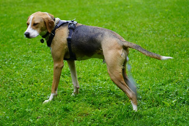 Durby fell into the spring. It seemed very stressful for him, lol.