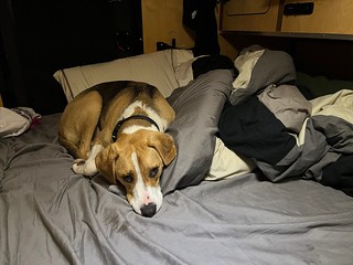 Durby made a nest in the camper