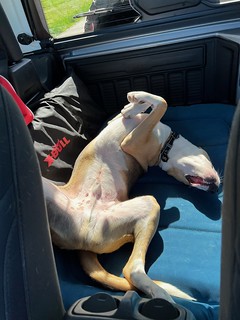 Durby started throwing a fit (grumbling and barking at us) until we gave him some food. Then he passed right out. Apparently pups get hangry too.