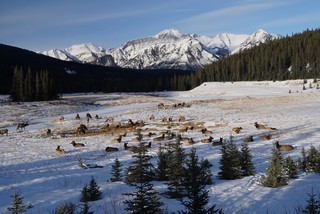 Snow - Ran into a herd of elk on our way back to town