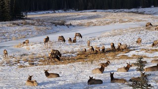 Snow - Wild elk