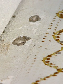 Holes from the tack strip.