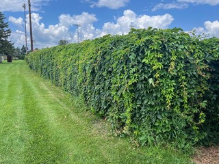 Virginia Creeper fence. Yard Goals.