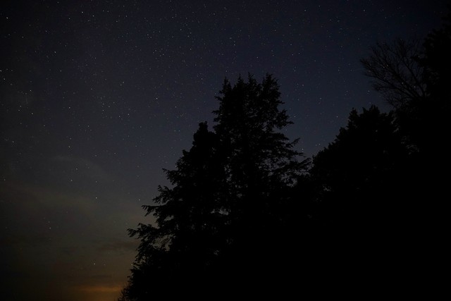 Evergreens and stars