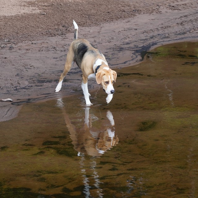 Durby is not sure about this water