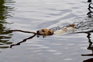 Jaxon swimming by with a stogie