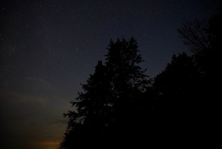 Evergreens and stars