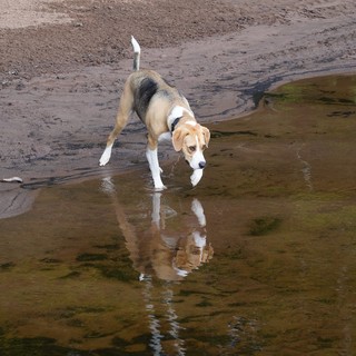 frame - Durby is not sure about this water