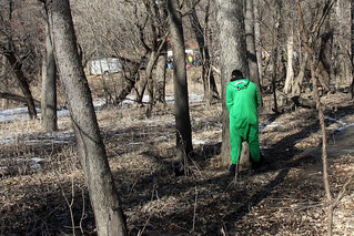 Just a frog peeing on a tree