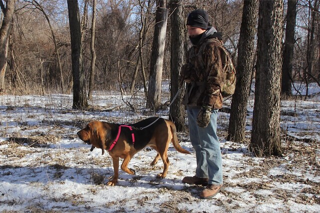 A kid and his Bloodhound