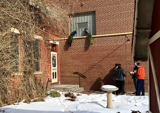 The peacocks are not fluffing