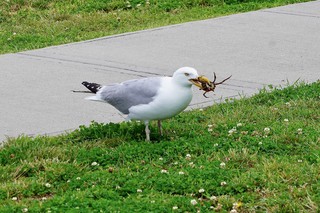 Dude flew right over by us to eat this thing