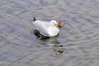 Seagull with a crab