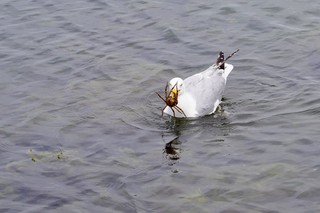 This dude just went underwater and grabbed this crab