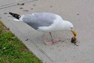 Pecked through the shell and eatin the guts