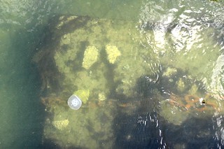 Wildlife - Jellyfish by the dock