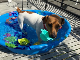 Jax tests the pool