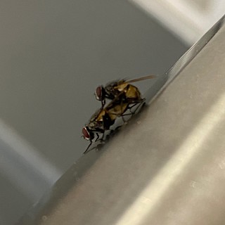 Flies gettin down