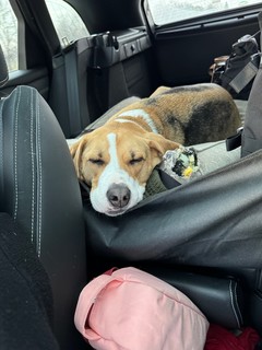 Pro tip: take your dog to daycare before a road trip