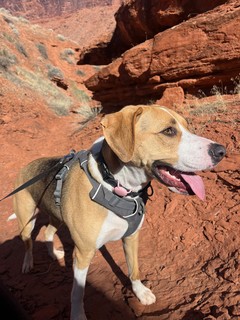 Durby had a baby sitter that took him for hikes