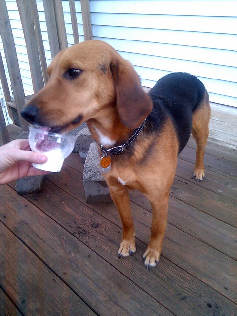 Havin a pup cup from DQ.