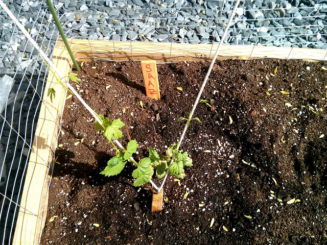 Saaz hops planted... with a kinked bine. :(