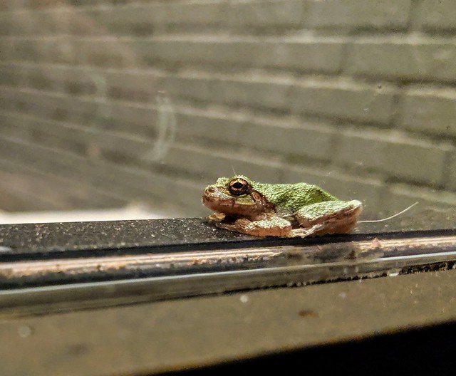 Lil baby tree frog hanging out on the front door