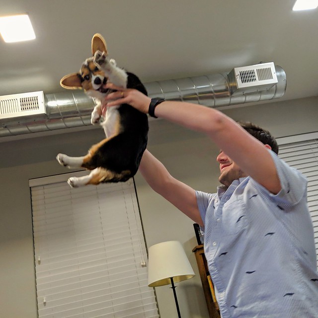 Corgi King
