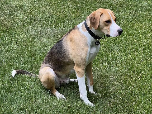 Curiously watching the neighborhood deer