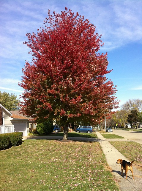 A fall walk with Garth Brooks