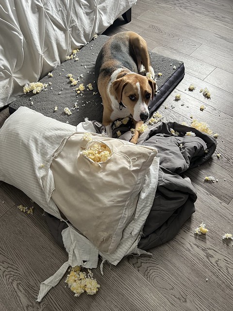 Dogs are the best…