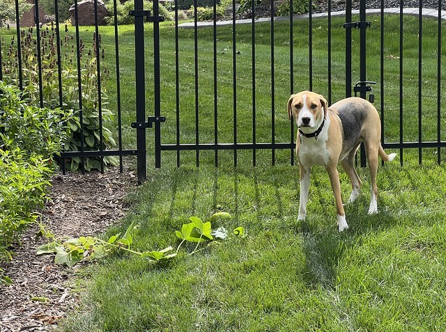 Busted stealing cucumbers